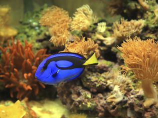 Saltwater Aquarium