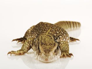 Savannah Monitor lizard, studio shot