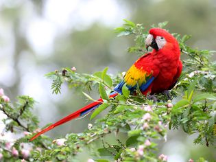 Scarlet Macaw