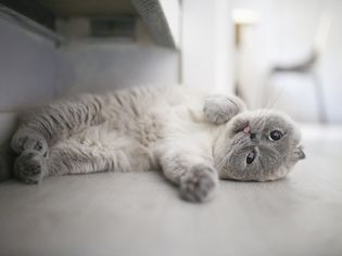 Gray Scottish fold cat lying on its side