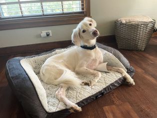 Serta Orthopedic Couch Dog Bed