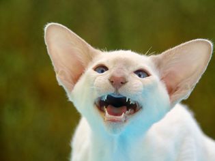 Siamese cat big ears