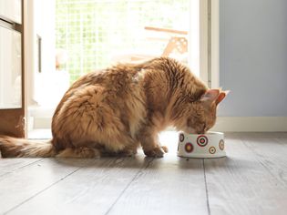 Side View Of Cat Eating Food On Floor