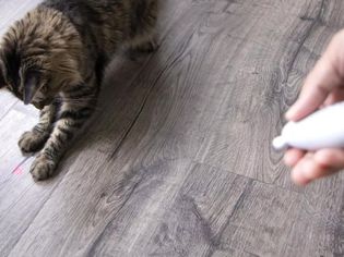 Smarty Kat Toy