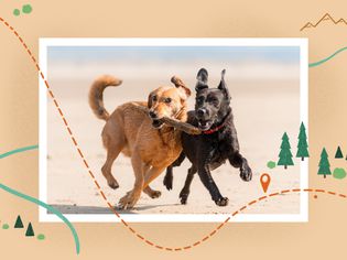 photo treatment of dog socialization