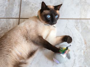 A cat on a tile floor playing with BENTOPAL Automatic Cat Toy