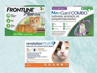 Best Tick Treatments for Cats