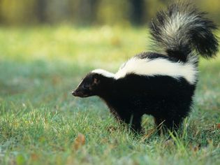 Striped skunk spraying