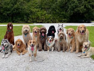 Large group of a variety of dog breeds sitting in a park, Florida, USA - stock photo