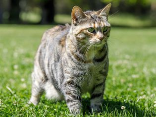 grey and white american bobtail cat stands on grass