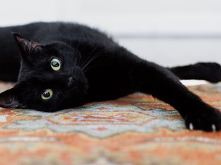 black cat sprawls on rug