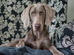 Portrait of weimaraner sitting on sofa at home