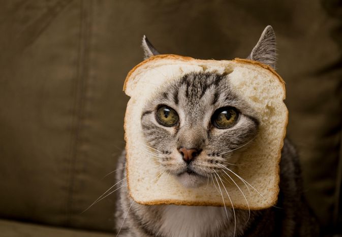 Grey and black tabby cat weears piece of bread on head