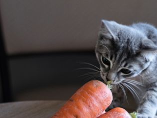Grey striped kitten sniffs at top of carrot