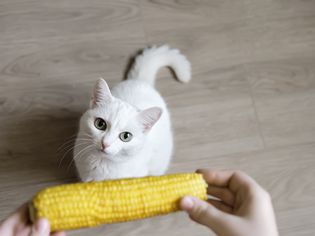Hands hold corncob above sitting white cat