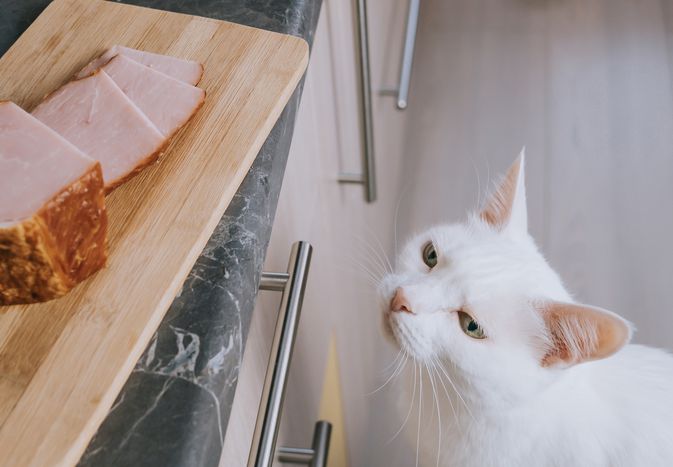white can looks at sliced ham on kitchen counter from below