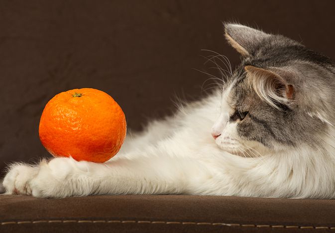 long-haired cat looks at orange