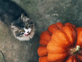 longhaired cat licks lips near pumpkin
