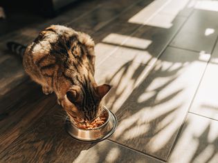 tabby cat sniffs at metal food bowl