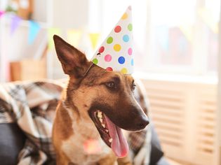 Portrait of smiling dog wearing birthday cap enjoying party