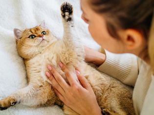 Cropped woman playing, squeezing, stroking domestic red cat in white linen in unmade bed