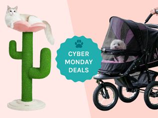 Cyber Monday Deals: VETRESKA Blooming Cactus 41-in Cat Tree andPet Gear No-Zip NV Pet Stroller