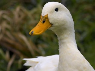 close up photo of white duck with yellow bill