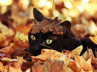 black cat in autumn leaves pile