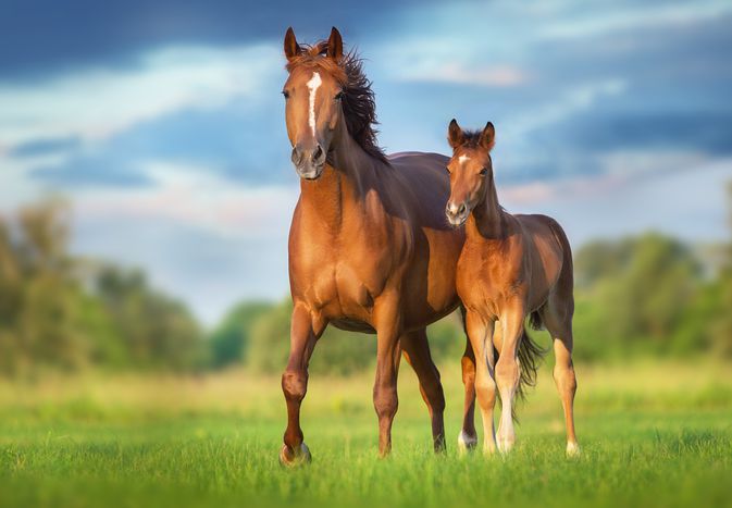 brown mare horse and foal stand in grassy field