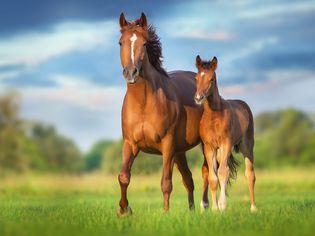 brown mare horse and foal stand in grassy field