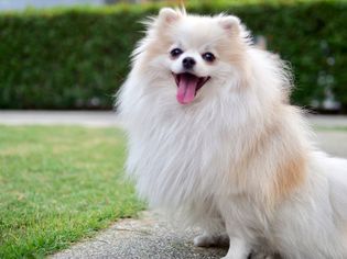 Happy Pomeranian sits on pavement outside near patch of grass
