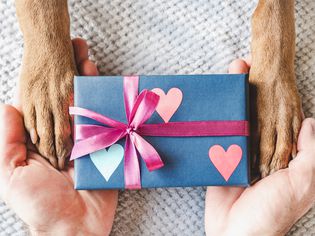 Dog paws, male hands and gift box