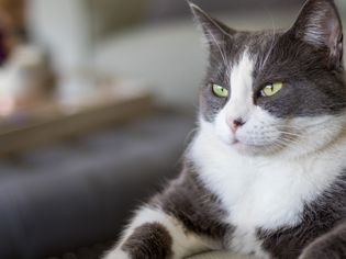 grey and white cat with green eyes portrait