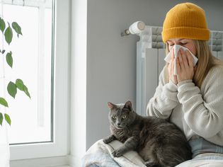 woman blows nose with british shorthair cat laying on lap