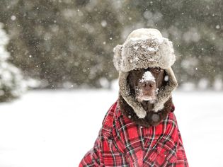 Chocolate Labrador Dog wearing a musher hat and red shirt in the snow