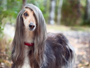 Afghan hound stands in the autumn forest and looks into the camera