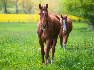 two reddish brown horses walking through grassy meadow