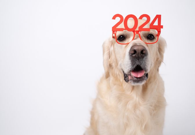 Dog wearing 2024 glasses