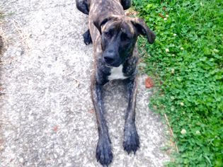 Mountain Cur dog lying on a stone path by a grassy area