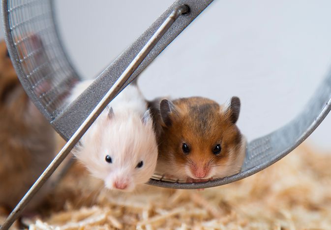 two pet hamsters sit by each other on hamster wheel