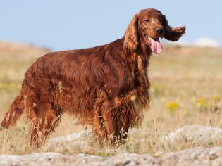 Happy irish setter pet dog smiling in the grass and listening ears