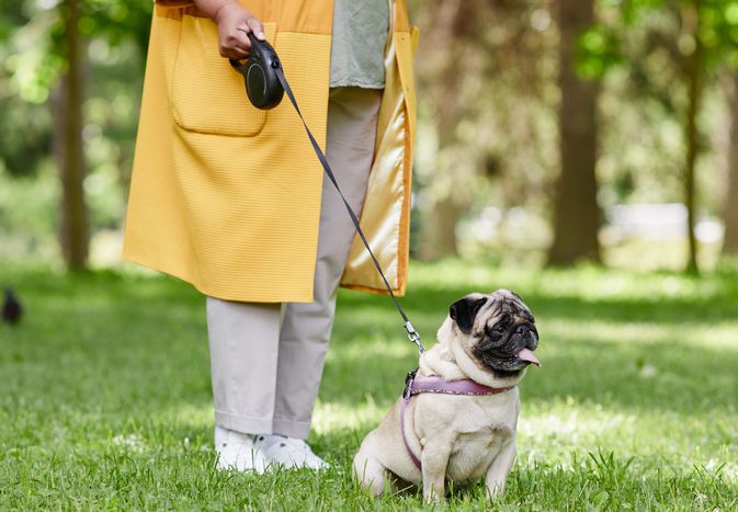 woman walks pug on black retractable leash through park