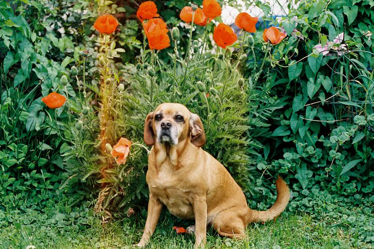 A cute little pug mixed breed dog standing outside by tulips that have just bloomed in the spring. - stock photo