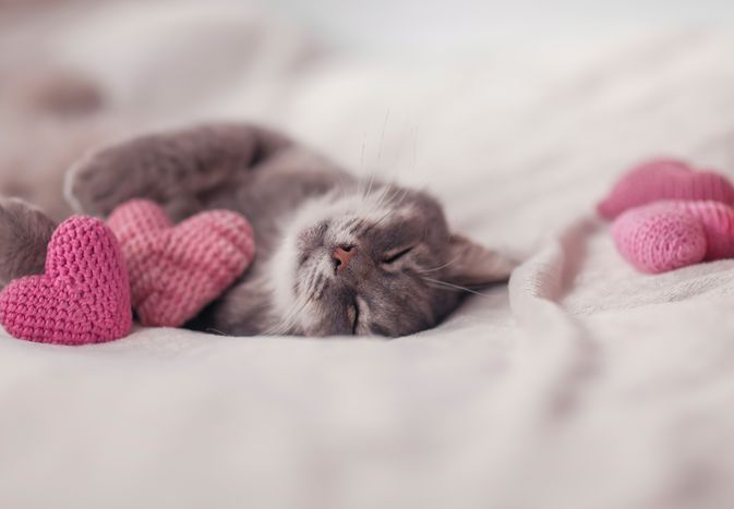 cat lays on bed content next to crochet hearts