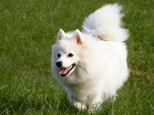 Energetic japanes spitz running through grassy field
