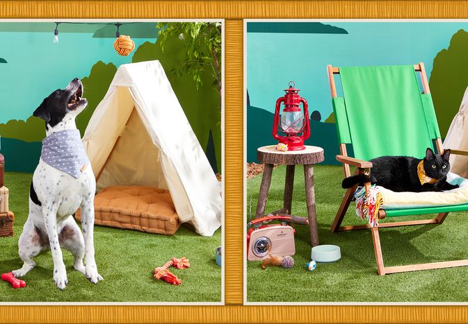 composite of cat and dog on camping set