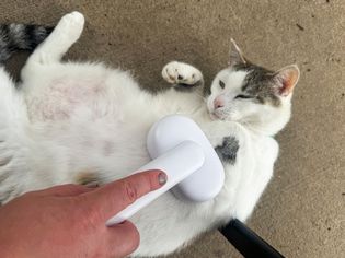 Cat relaxing while being brushed with Aumuca Cat Brush