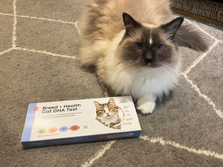 A cat next to the Basepaws Cat DNA Test box on a rug