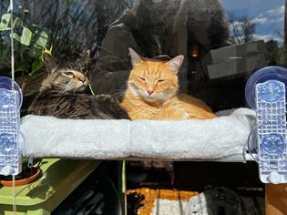 Two cats sitting in the AMOSIJOY Cordless Cushioned Cat Window Perch