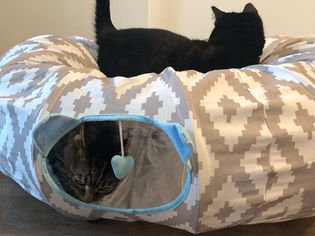Two cats using the Kitty City Tunnel Cat Bed